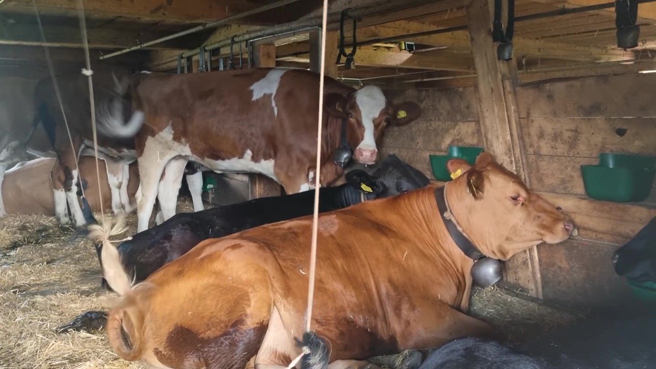 Scena serena all'interno di un fienile alpino svizzero dove riposano mucche Simmental colorate, evidenziando l'allevamento tradizionale e il carattere intramontabile della Svizzera rurale, filmata sulle Alpi a Lenk.