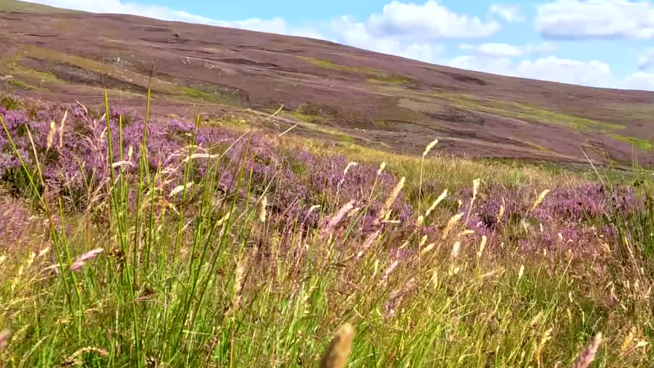 Färgglada vildblommor och högt gräs vajar försiktigt i brisen på en solig skotsk bergssluttning.