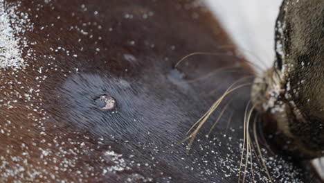 Close-Up-View-Of-Young-Sea-Lion-Breastfeeding-From-Mother-On-Playa-Punta-Beach-At-San-Cristobal-Island-In-The-Galapagos