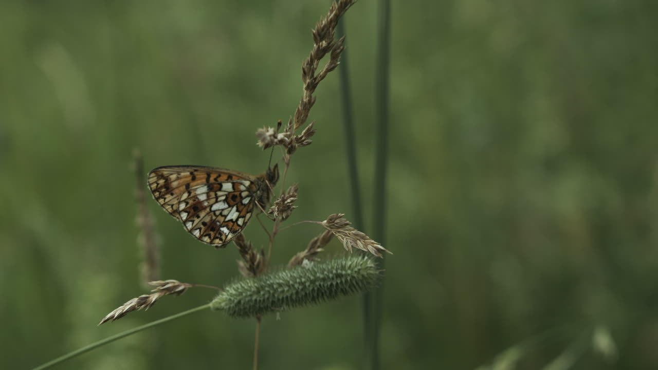 Бабочка на траве