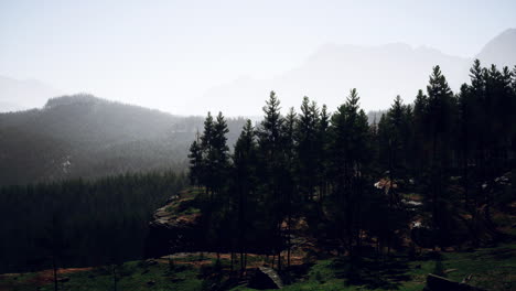 paisaje montañoso brumoso con bosque de abeto