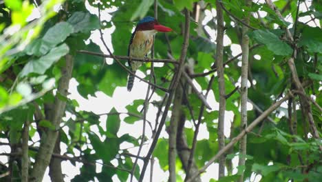 a male individual facing to the right perched within the tree, banded kingfisher lacedo pulchella, kaeng krachan national park, thailand