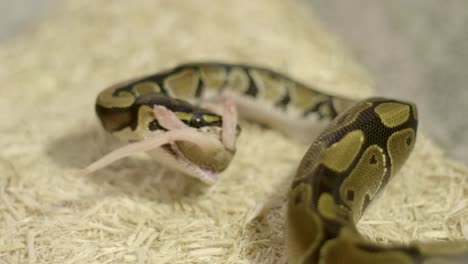 Pequeño-Phyton-Comiendo-Un-Pequeño-Ratón