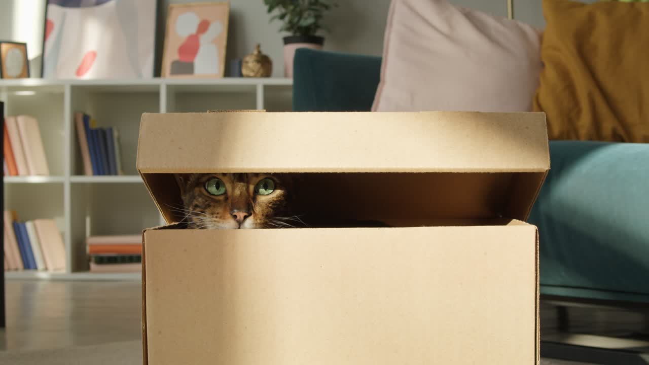Bengal cat sitting in cardboard box in living room. Brown kitten with big green eyes close-up. Furry pedigreed pet relaxing. Little best friends. Keeping domestic animal at home