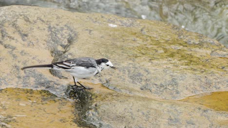 Lavandera-Blanca-Amur-Lavandera-Pájaro-Picoteando-Comida-De-Musgo-Sobre-Roca-Húmeda-Corriendo-Arroyo