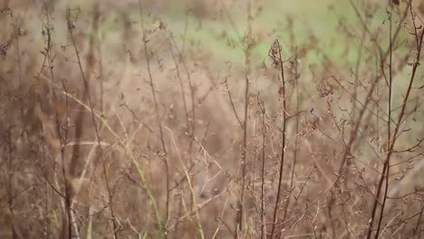 Natural-meadow-grass-swayed-by-wind-blow