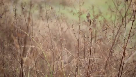 natural meadow grass swayed by wind blow