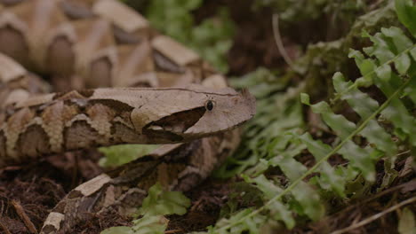 víbora gaboon de cerca en su hábitat natural