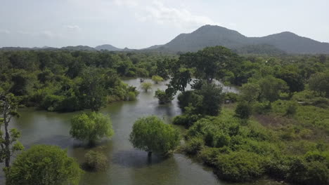 Low-marsh-aerial-flyover-of-flooded-jungle-wetland,-beauty-in-nature