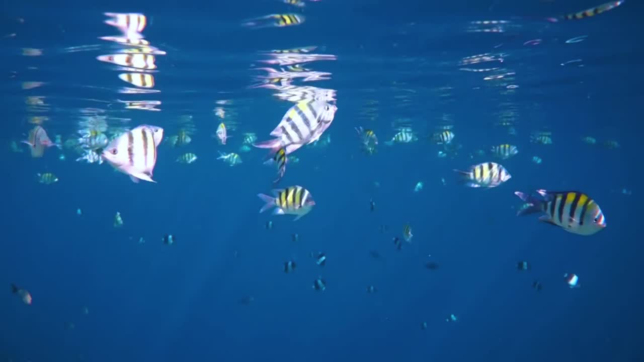 열대 산호초. 몰디브의 산호초.