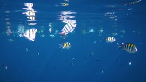 tropical coral reef. coral reef in the maldives.