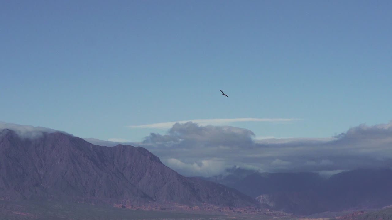 magnífico y famoso cóndor andino volando cerca de las montañas andinas en salta, argentina, américa del sur