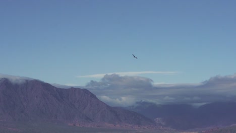 Magnificent-and-famous-Andean-condor-soaring-near-the-Andes-Mountains-in-Salta,-Argentina,-South-America