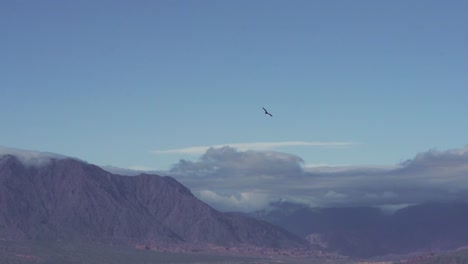 magnífico y famoso cóndor andino volando cerca de las montañas andinas en salta, argentina, américa del sur