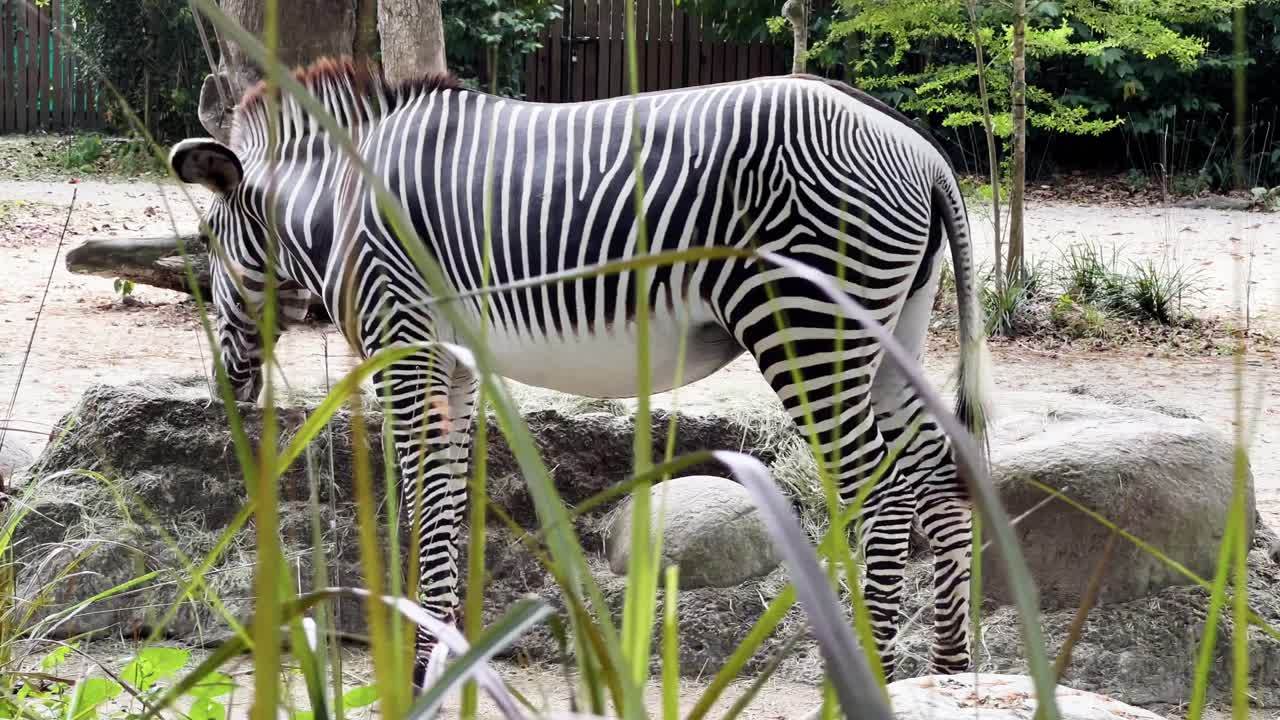 이국적인 동물, 싱가포르 사파리 동물원, 만다이 야생 동물 보호 구역에서 신생아와 함께 건초를 먹는 성인 얼룩말의 꼬리에서 머리까지 영화 추적 샷