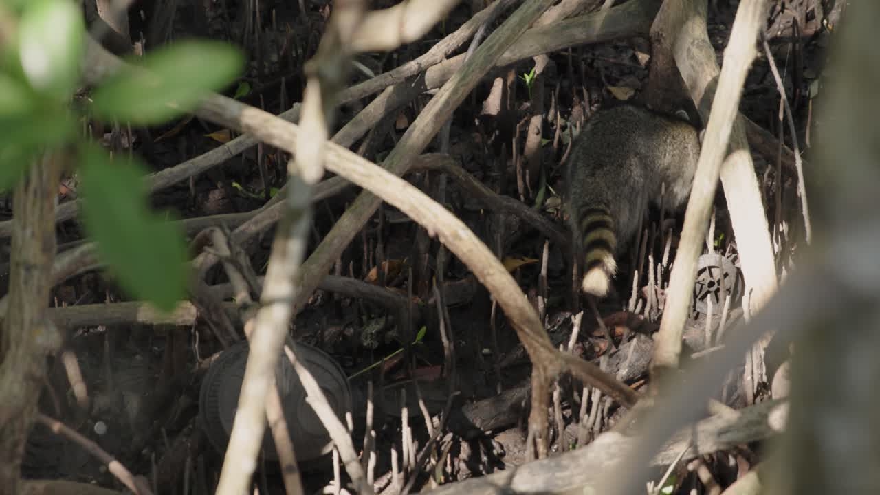Filmato al rallentatore di procioni che camminano in una zona di mangrovie alberata vicino al Black Point Park e al Biscayne National Park in Florida. Comportamento naturale della fauna selvatica in un ecosistema costiero