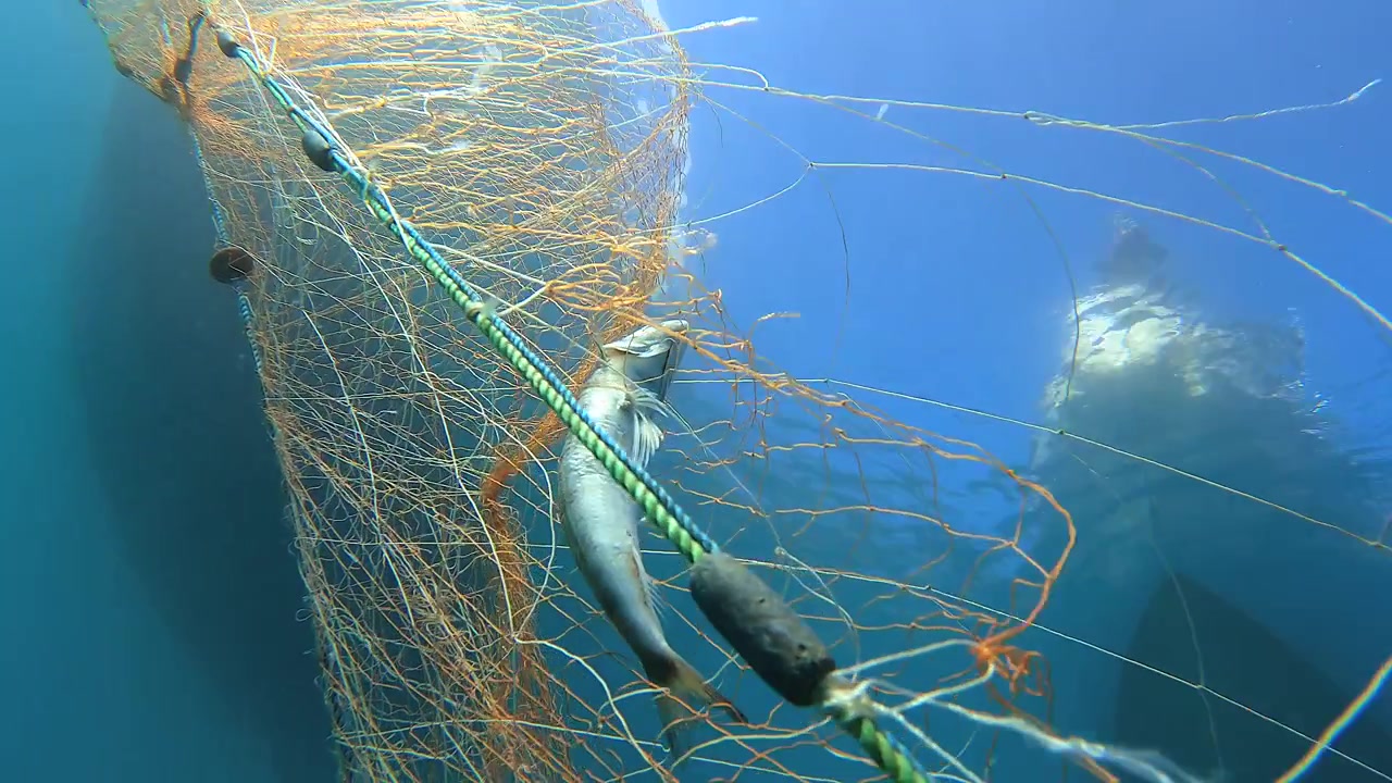 Fisk fanget i fiskenet under vandet