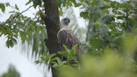 águila-Filipina-En-El-Paraíso-De-Las-Aves-En-Mandai,-Singapur