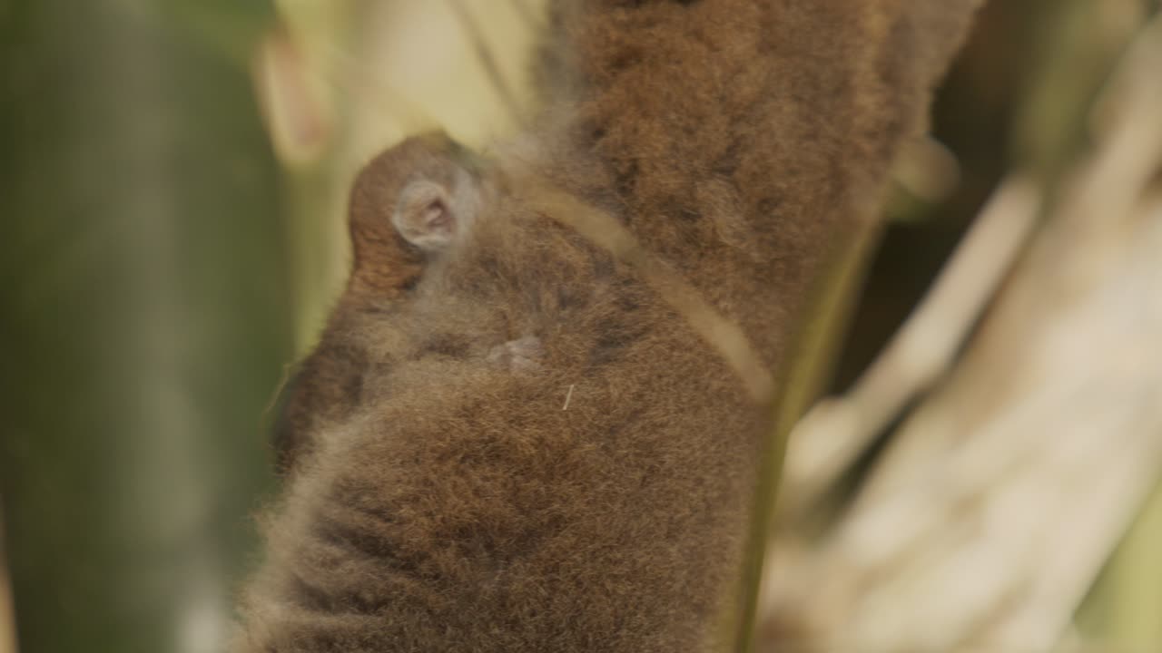 bebé lémur colgando de la piel de su madre colgando de la rama de un árbol
