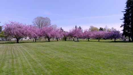 les gove park with cherry blossom trees during spring in washington, usa. - aerial shot