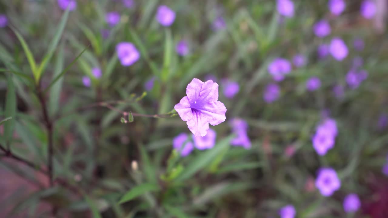 arbusto de pequeña planta de árbol de hoja verde por la mañana y cámara portátil moviéndose hacia adentro