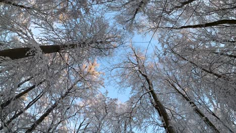 pov walking while looking up treetops in a winter wonderland on a sunny day with blue sky during winter in bavaria, germany