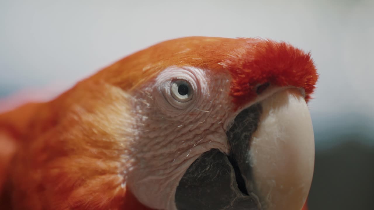 vista frontal de la cara de una guacamaya roja