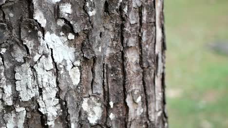 close-up of tree bark texture