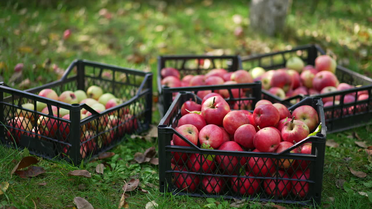 Freshly harvested apples in crates