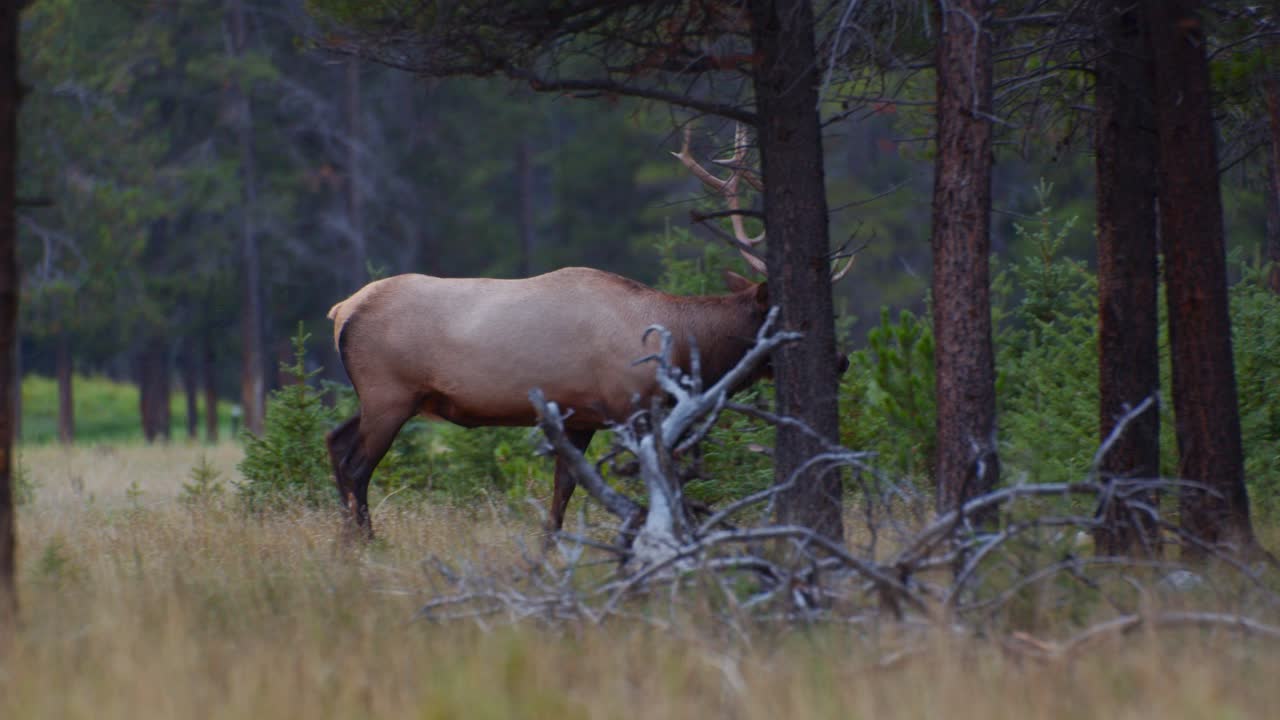 Wapiti maschio che cammina e pascola nella foresta