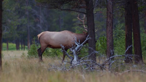 Elk-Bull-male-walking-and-grazing-in-forest