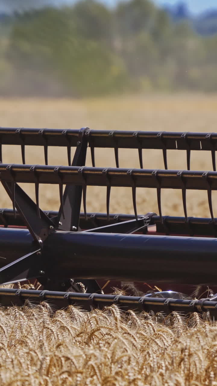 Close-up modern combine machine moving in dust. Detail of combine equipment cutting wheat blades on the field in the countryside. Concept of harvesting. Vertical video