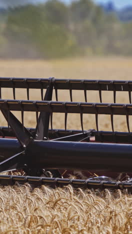 close-up modern combine machine moving in dust. detail of combine equipment cutting wheat blades on the field in the countryside. concept of harvesting. vertical video