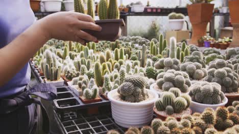 A-woman-picks-out-a-potted-cactus-in-a-nursery-shop-and-then-returns-it-to-the-table