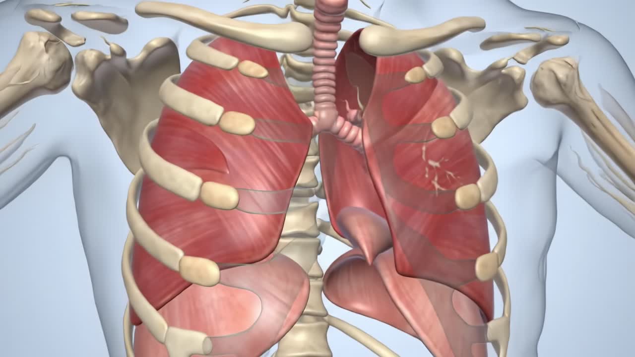Detailed Anatomical Visualization of the Human Respiratory System Featuring Lungs, Ribcage, and Bronchial Structure for Educational Purposes and Biological Study