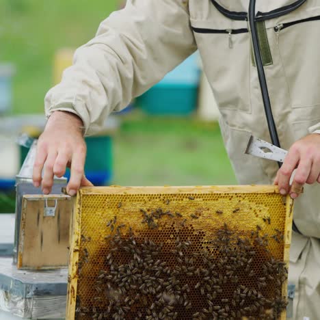 apiarist examines bees on apiary. honeycomb with bees in beekeeper's hands. chimney with smoke on a hive. apiculture process