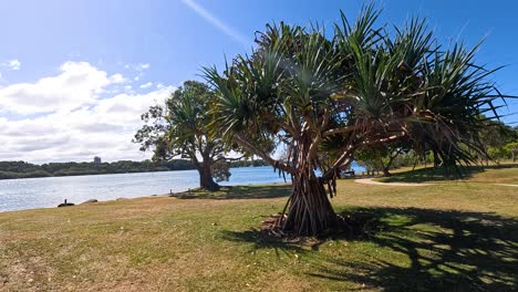 una vista tranquila de la orilla del río con vegetación exuberante