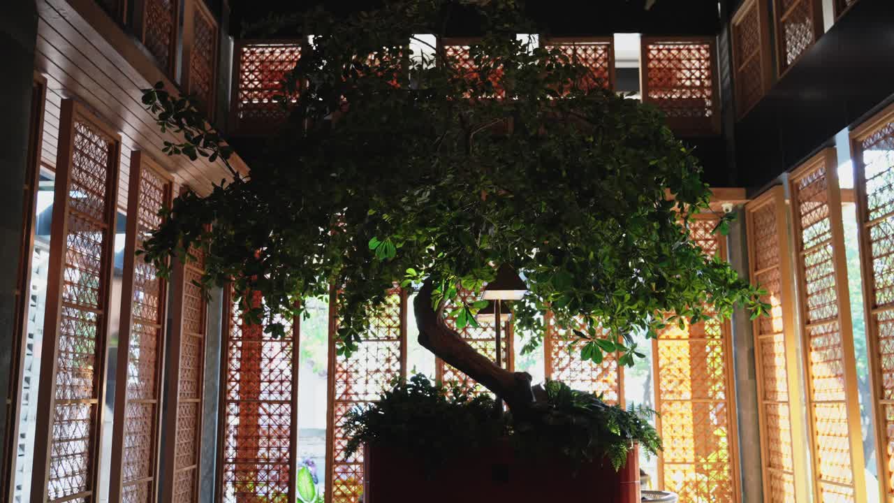 gran árbol de bonsai en el vestíbulo del hotel