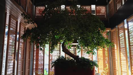 large bonsai tree in hotel lobby