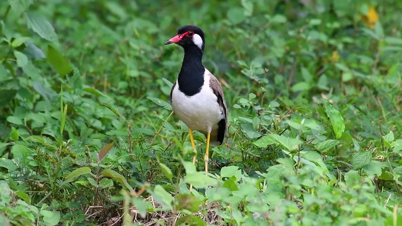 red-wattled lapwing은 태국에서 가장 흔한 새 중 하나입니다.