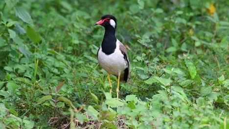 the red-wattled lapwing is one of the most common birds of thailand