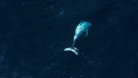 Seltener-Weißkopfdelfin-Namens-„Blanco“-In-Der-Nähe-Von-Catalina-Island-Vor-Südkalifornien-Gesichtet