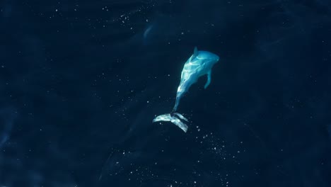 raro delfín leucístico llamado "blanco" visto cerca de la isla de catalina en el sur de california