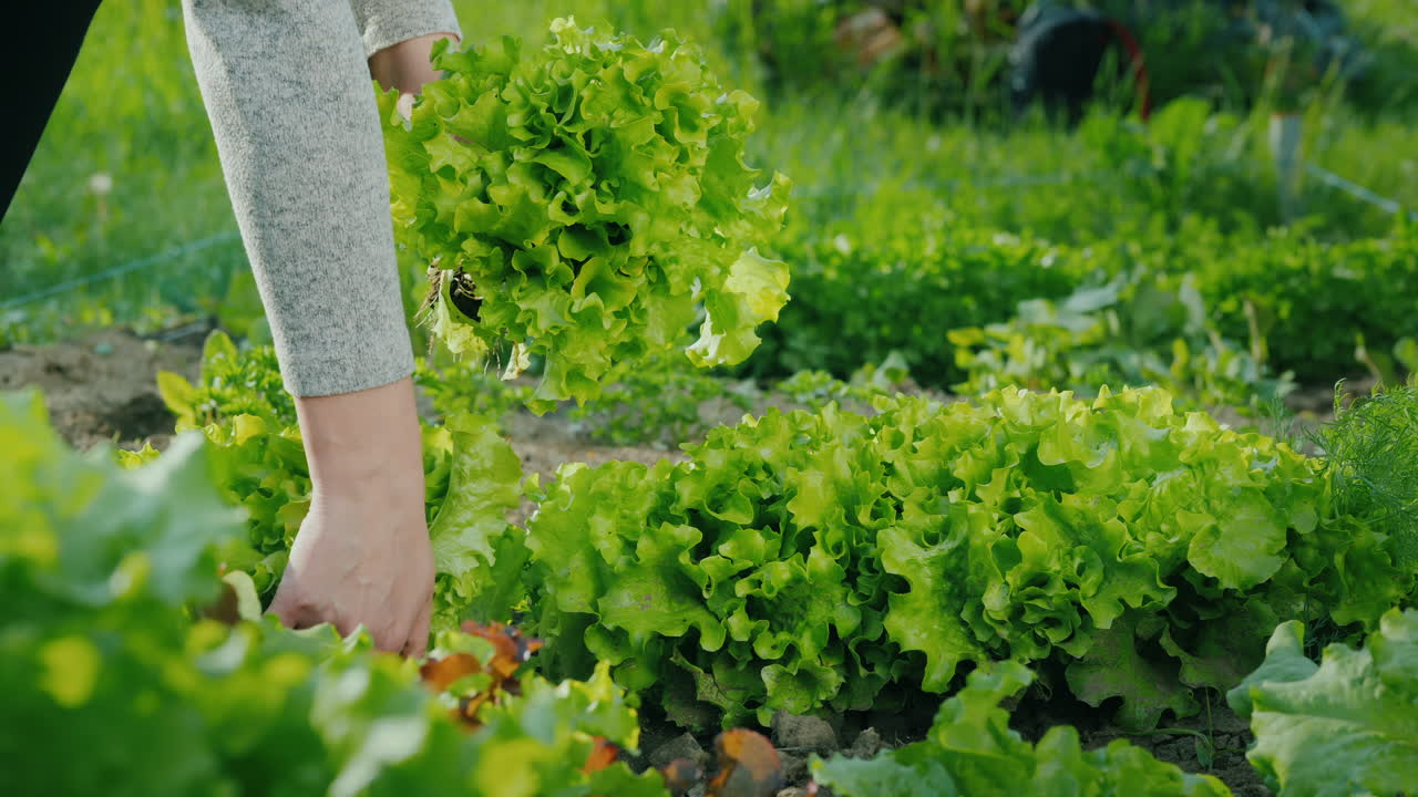여자는 정원에서 신선한 양상추를 따