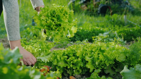 woman plucks fresh lettuce in garden