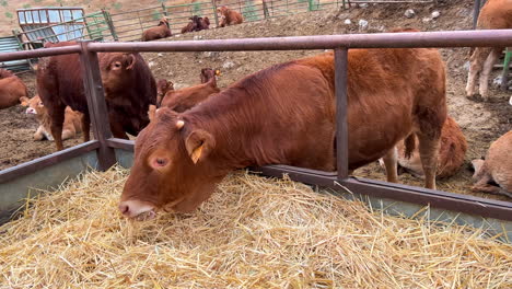 Brown-cow-eating-hay-and-dry-grass,-animals-at-a-farm-in-Spain,-farm-to-table,-ecological-farming,-4K-shot