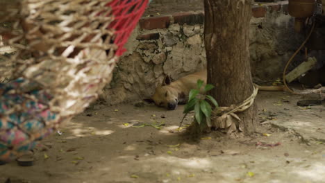 Perro-Durmiendo-Debajo-De-Un-árbol-Con-Una-Hamaca-En-Frente