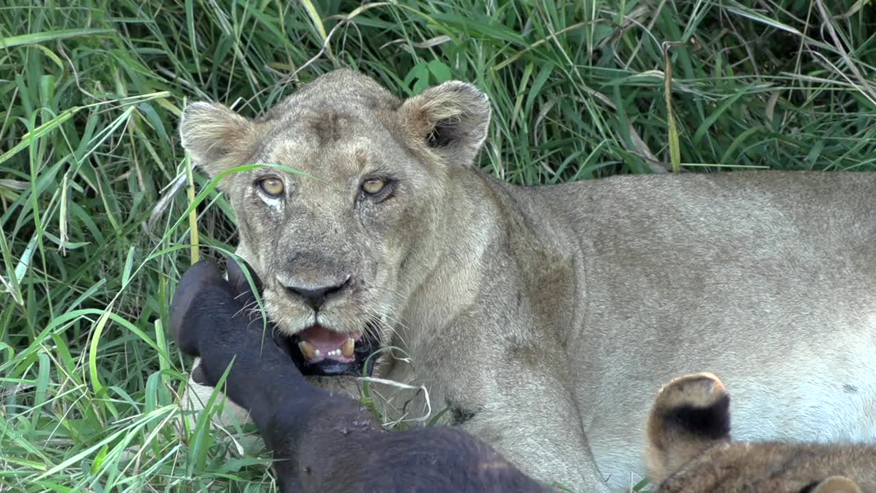 Lioness watching her surroundings while panting heavily close to her prey during summer. Kruger National Park