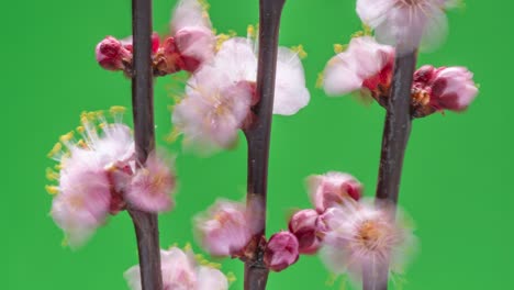 Spring flowers. Apricot flowers on an apricots branch blossom on a green background. Multiple exposure effect.
