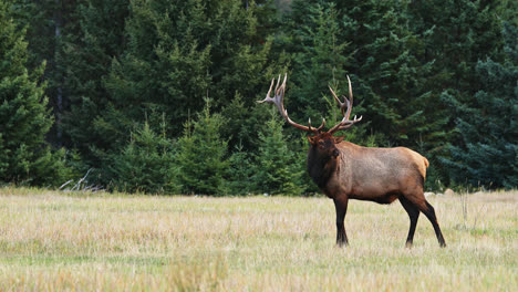 alces con majestuosos cuernos en celo se encuentra en el campo en alberta, canadá